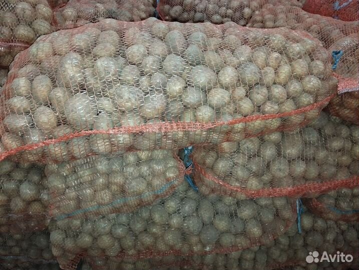 Семенной картофель ривьера рс3