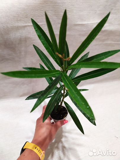 Олеандр Apricot Queen, Лимон Вариегатный