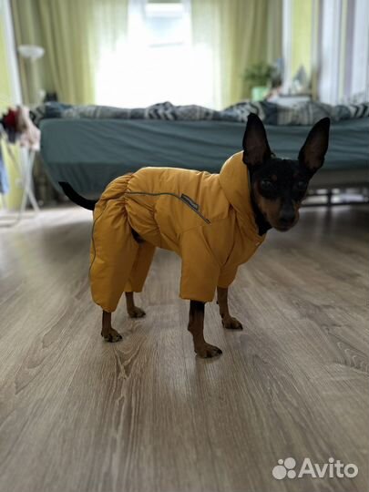 Зимний костюм для собак