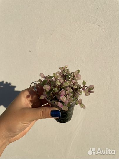 Каллизия - маленькая традесканция