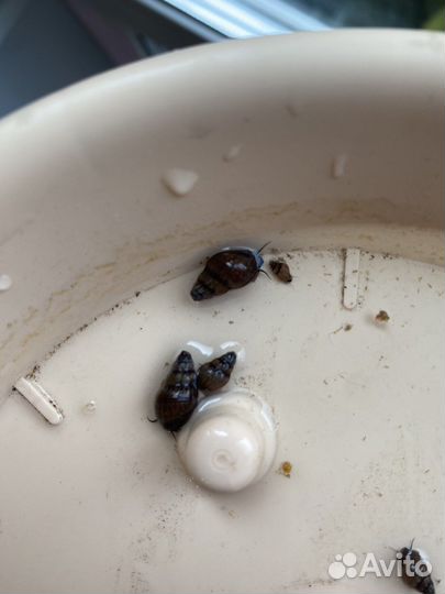 Улитки аквариумные