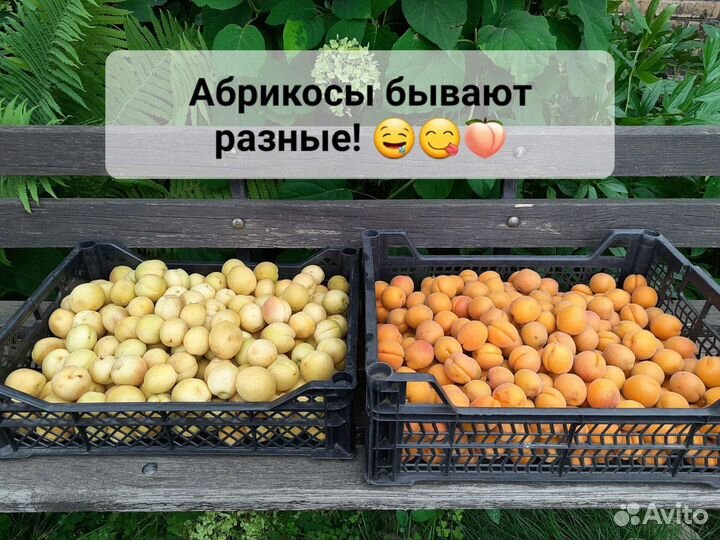Саженцы абрикосов и сливы