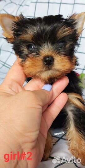 Йоркширский терьер щенки девочки