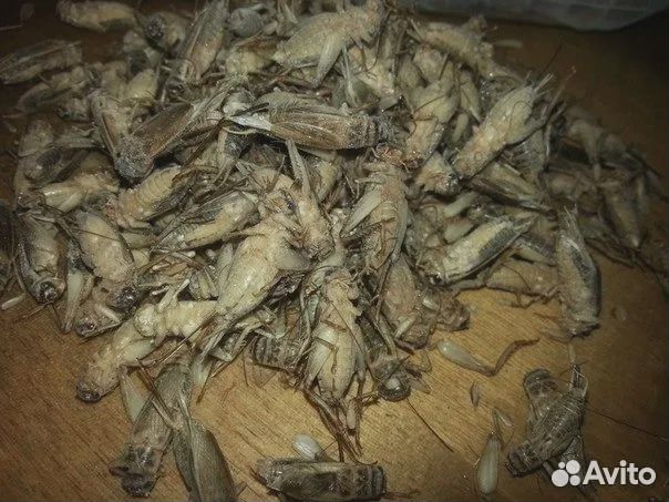 Сверчки домовые замороженные / Корм для стрижей