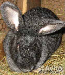 Кролики мясных пород