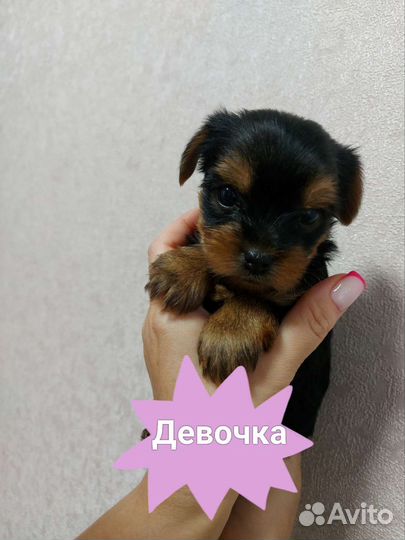 Йоркширский терьер щенки
