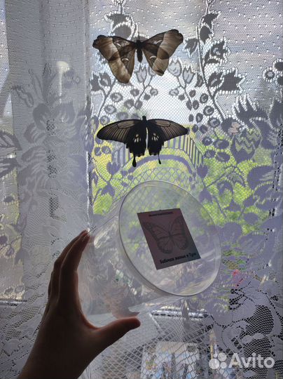 Ферма бабочек