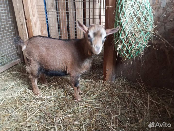 Камерунские козы, козлята