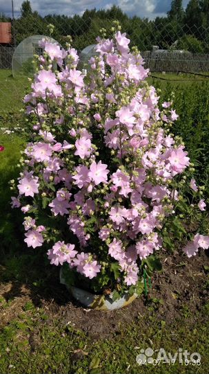 Многолетние цветы для сада