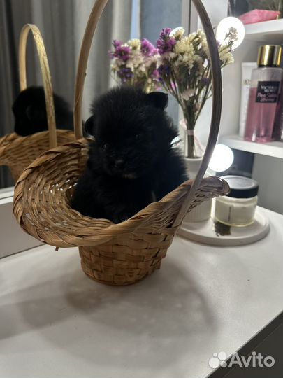 Щенки шпица мини