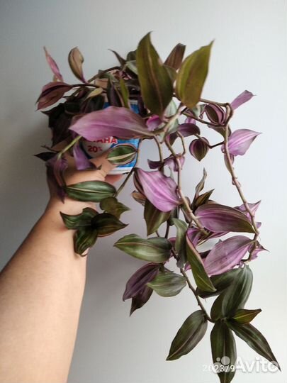 Традесканция трехцветная пурпуза