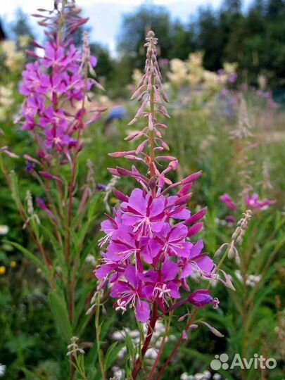 Травы, корень девясил, замороженные ягоды
