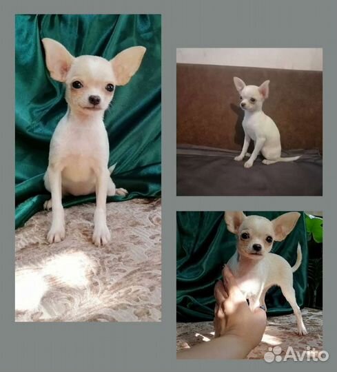 Милая мини девочка чих. гладкошерстная