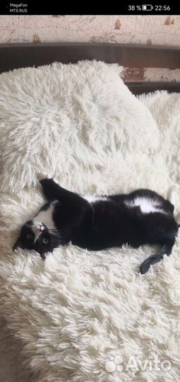Потерялась кошка