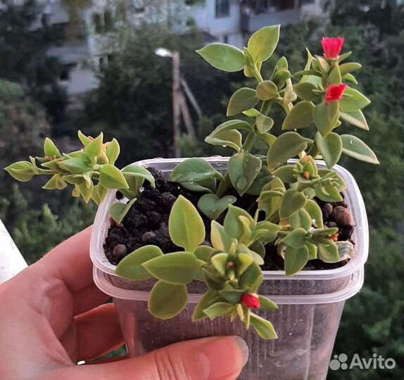 Аптения и другие комнатные цветы