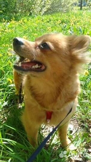 Собака в добрые руки маленькая порода