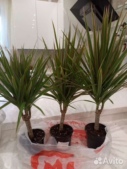 Пальма драцена