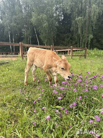 Телёнок джерсийской породы