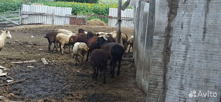 Бараны, овцы