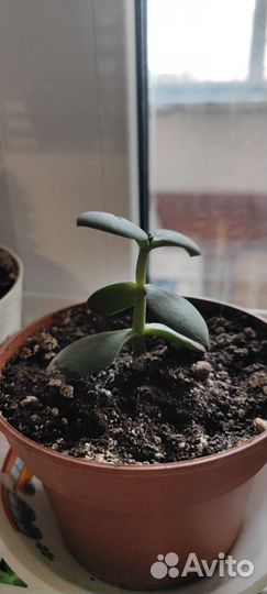 Красула толстянка. Растения