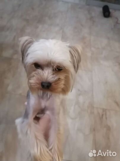 Йоркширский терьер мини беби фейс