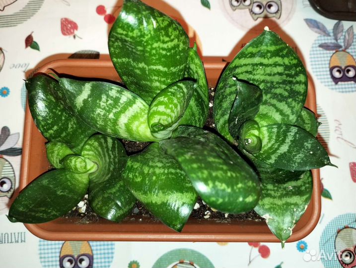 Сансевиерия ханни