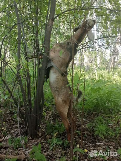 Продам коз, козла, козлят