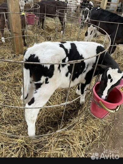 Телята Бычки