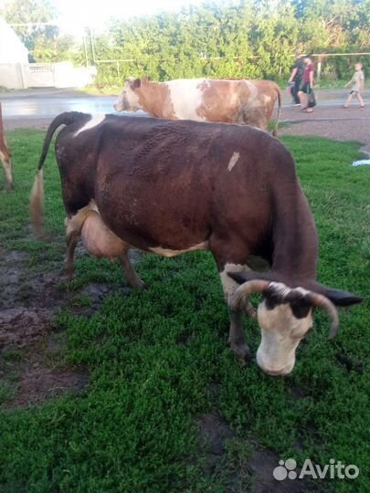 Коровы дойные молочные в Остроленском