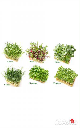 Микрозелень