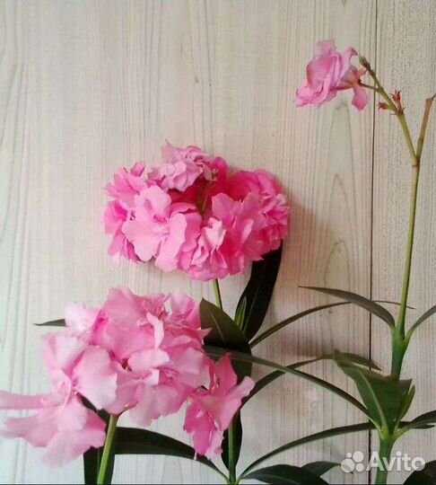Олеандр розовый, махровый, большой, цветущий