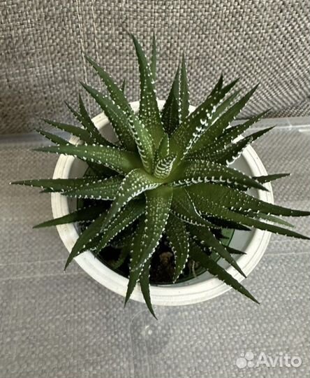 Хавортия полосатая