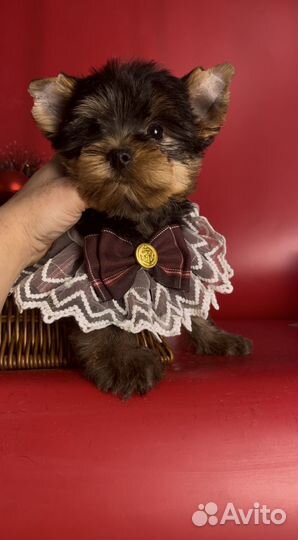 Йорк. Малыш халиф