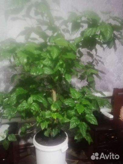 Гибискус китайская роза