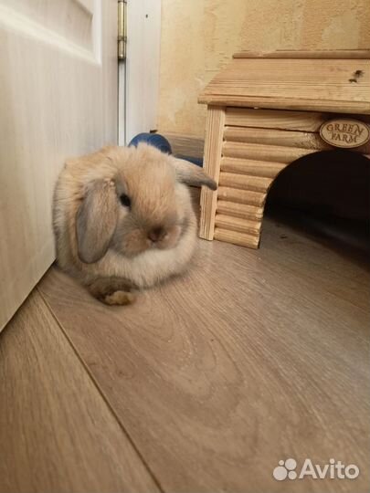 Минилоп крольчонок