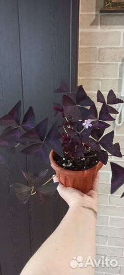 Кислица оксалис