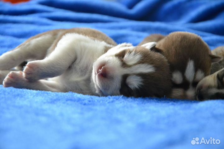 Щенки хаски