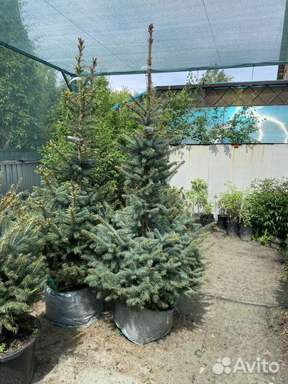 Голубые Ели