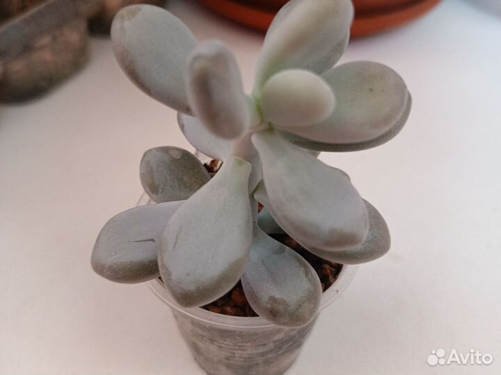 Продам суккуленты