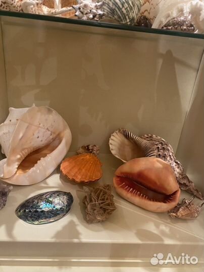 Морские ракушки раковины