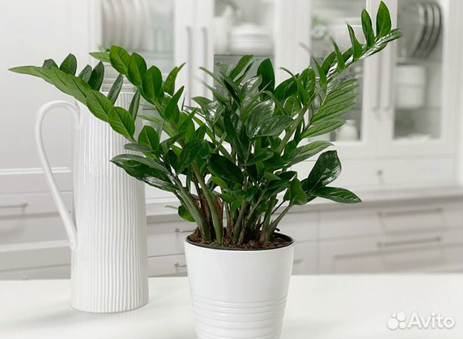 Замиокулькас (детки)