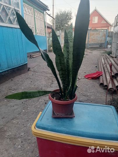 Комнатные цветы