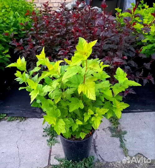 Пузыреплодник Диаболо, Дартс Голд 80-100см