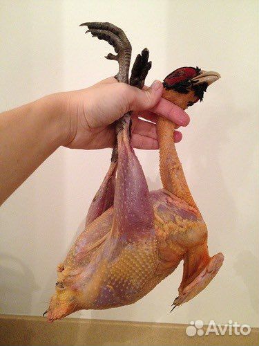 Мясо фазана