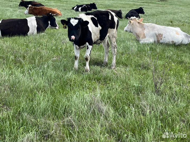 Телята бычки с 5 до 7 месяцев