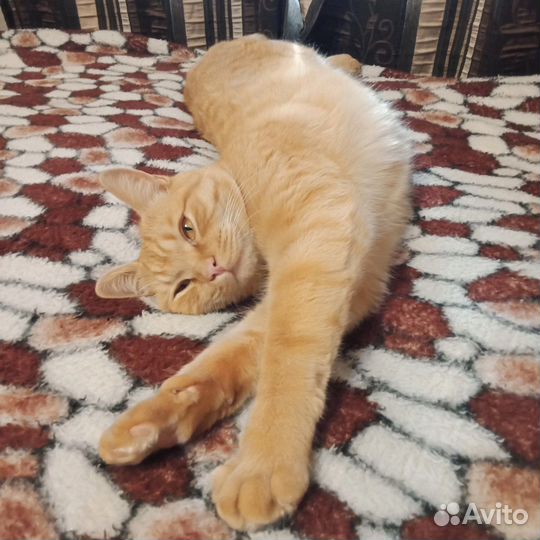 Кот рыжик Лева