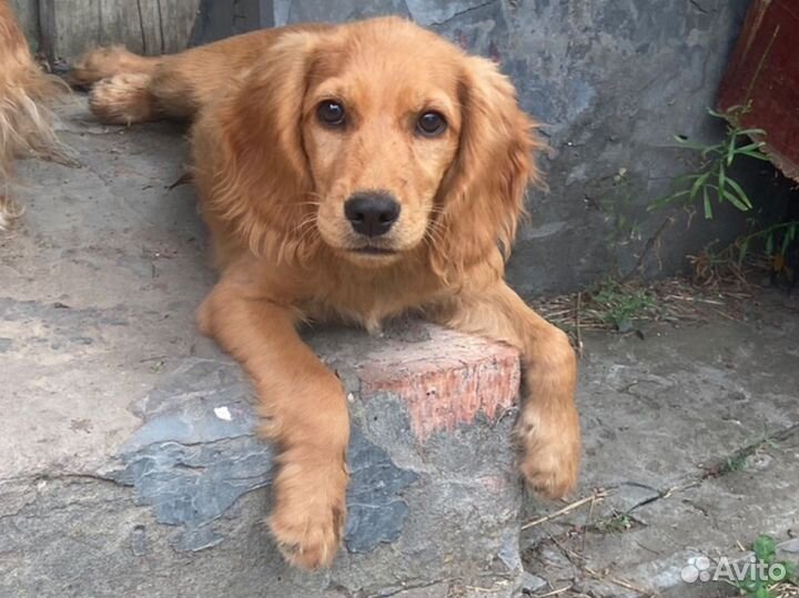 Собаки щенки спаниель