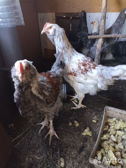 Молодые петушки