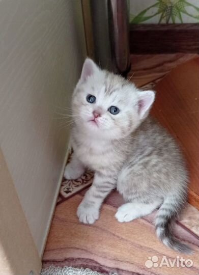 Британский котенок