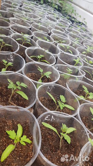 Рассада помидор черри